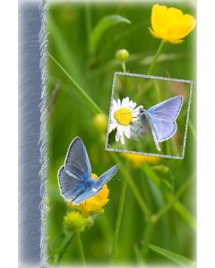 Dieren 04