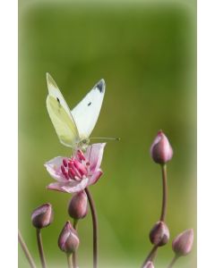 Dieren 16