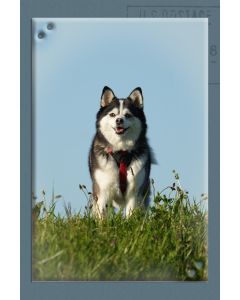 Dieren 17