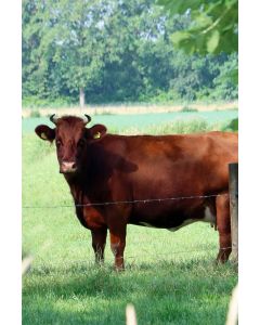 Dieren 18