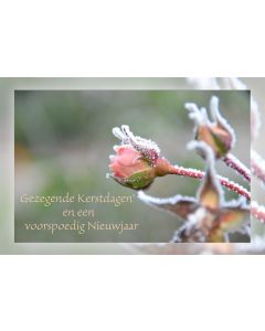 Kerst 2541