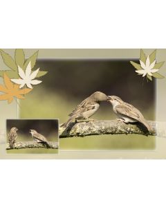 Vogels 07