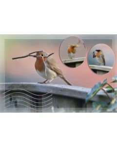 Vogels 14