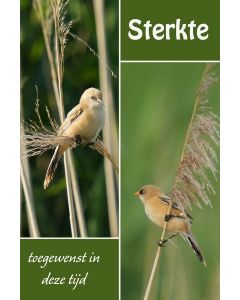 Vogels 22