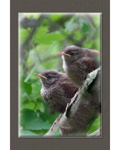 Vogels 31