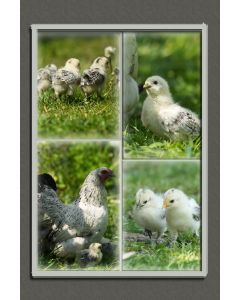 Vogels 34