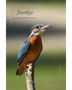 Vogels 37
