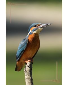 Vogels 38