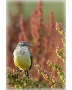 Vogels 40