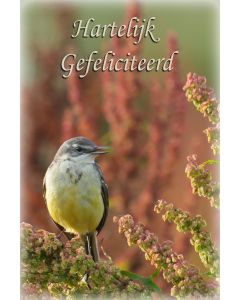 Vogels 41