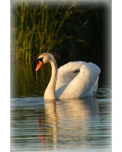 Vogels 42