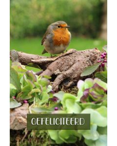 Vogels 43