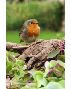 Vogels 44