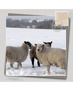 Winter blanco  vierkant 11